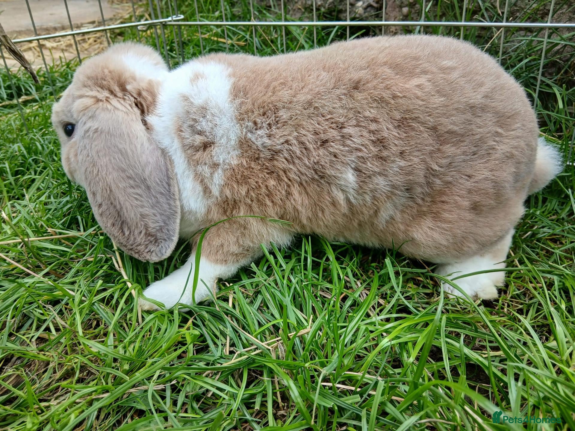 Mini Lop rabbits Plush Mini lop - Advert 2