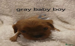 Cavalier King Charles Spaniel dogs for sale: Health tested Cavalier King Charles  - Image 21