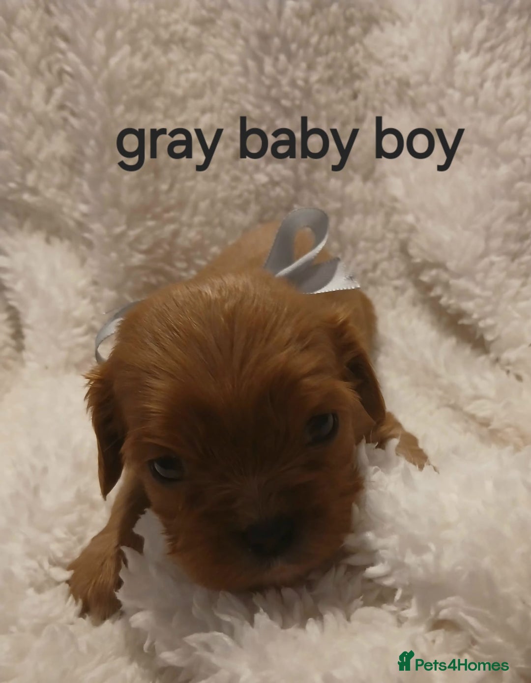 Cavalier King Charles Spaniel dogs for sale: Health tested Cavalier King Charles  - Image 21