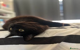 Mixed Breed cats for sale: Black 2year old cat in need of home - Image 5
