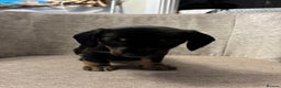 Dachshund dogs for sale: Tweenie Dachshunds  - Advert 4