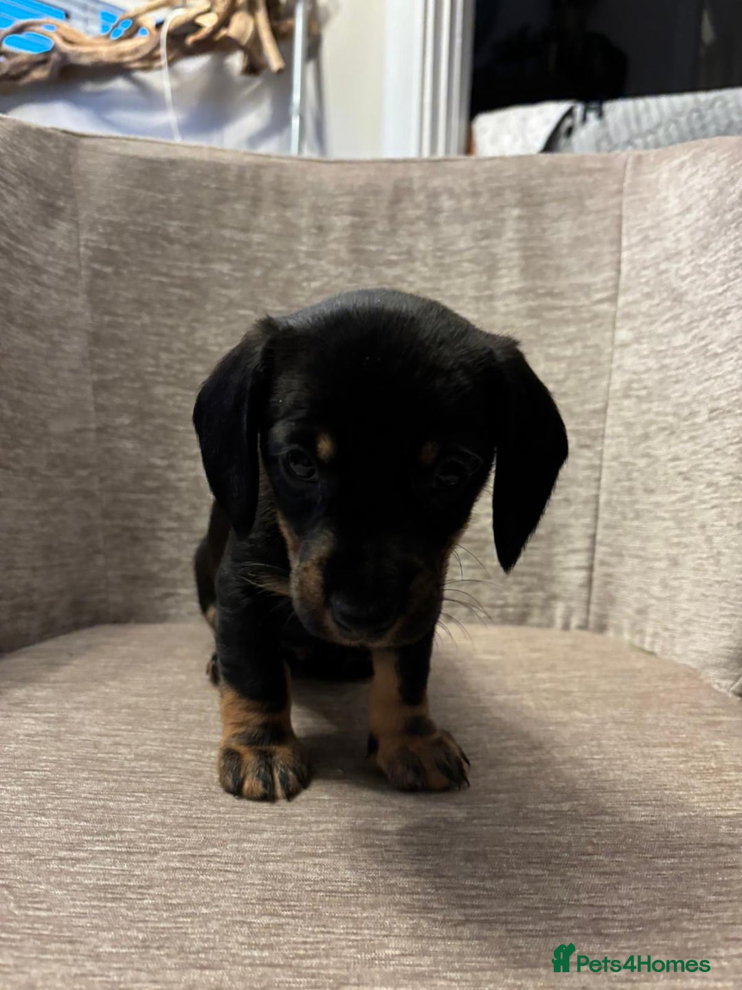 Dachshund dogs for sale: Tweenie Dachshunds  - Advert 4