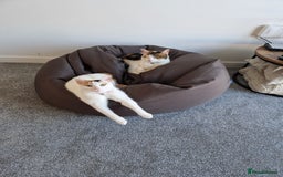 Domestic Shorthair cats for sale: Poppy and Rosie Rehoming.  - Image 1