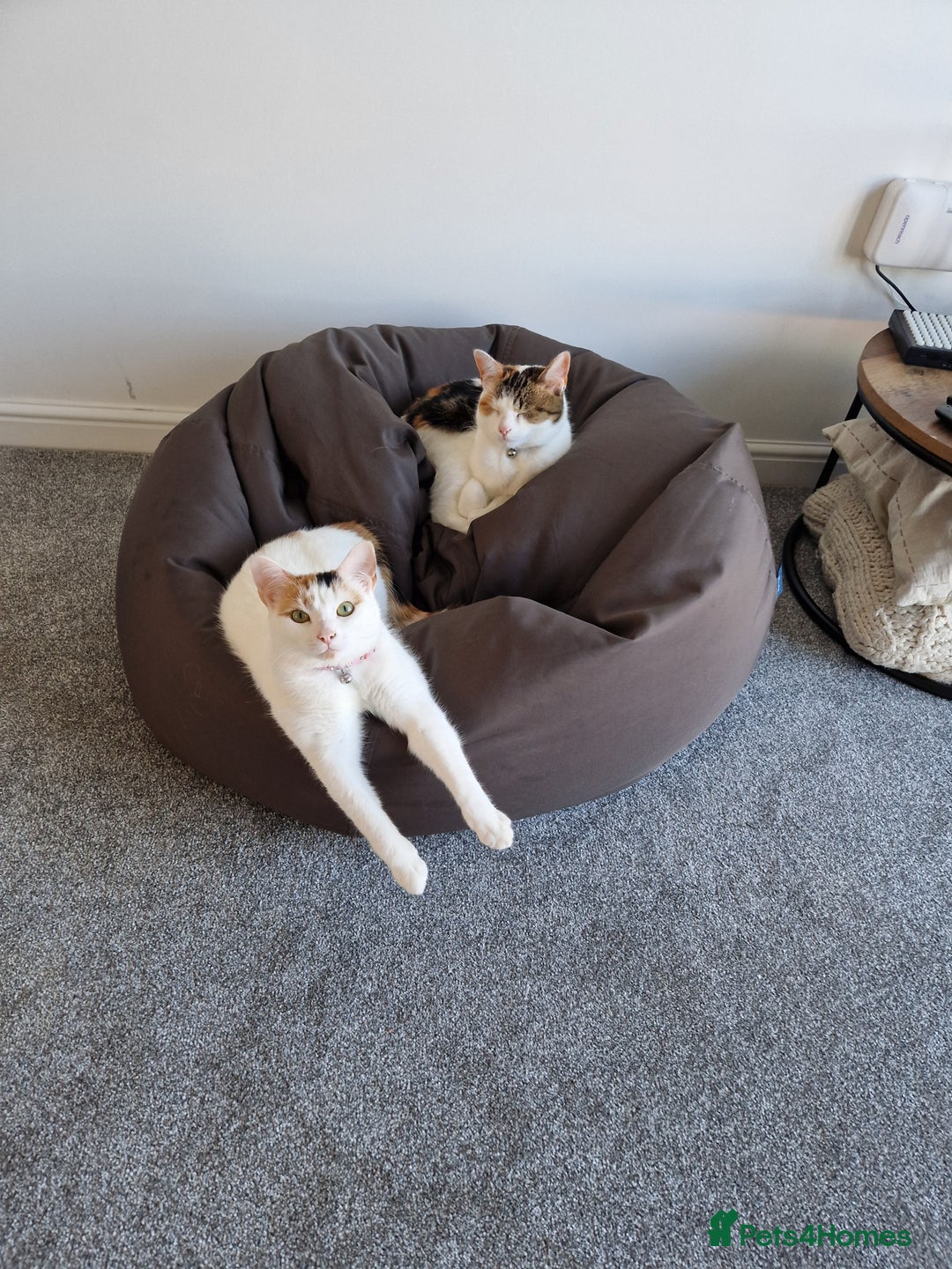 Domestic Shorthair cats for sale: Poppy and Rosie Rehoming.  - Image 1