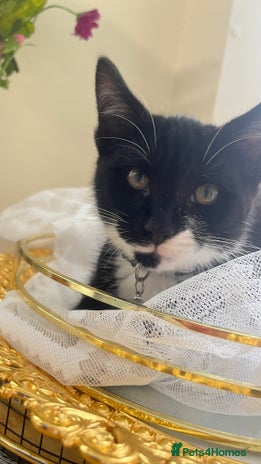 Mixed Breed cats - Advert 9