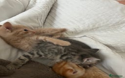 Mixed Breed cats for sale: Beautiful Kittens for sale - Image 7