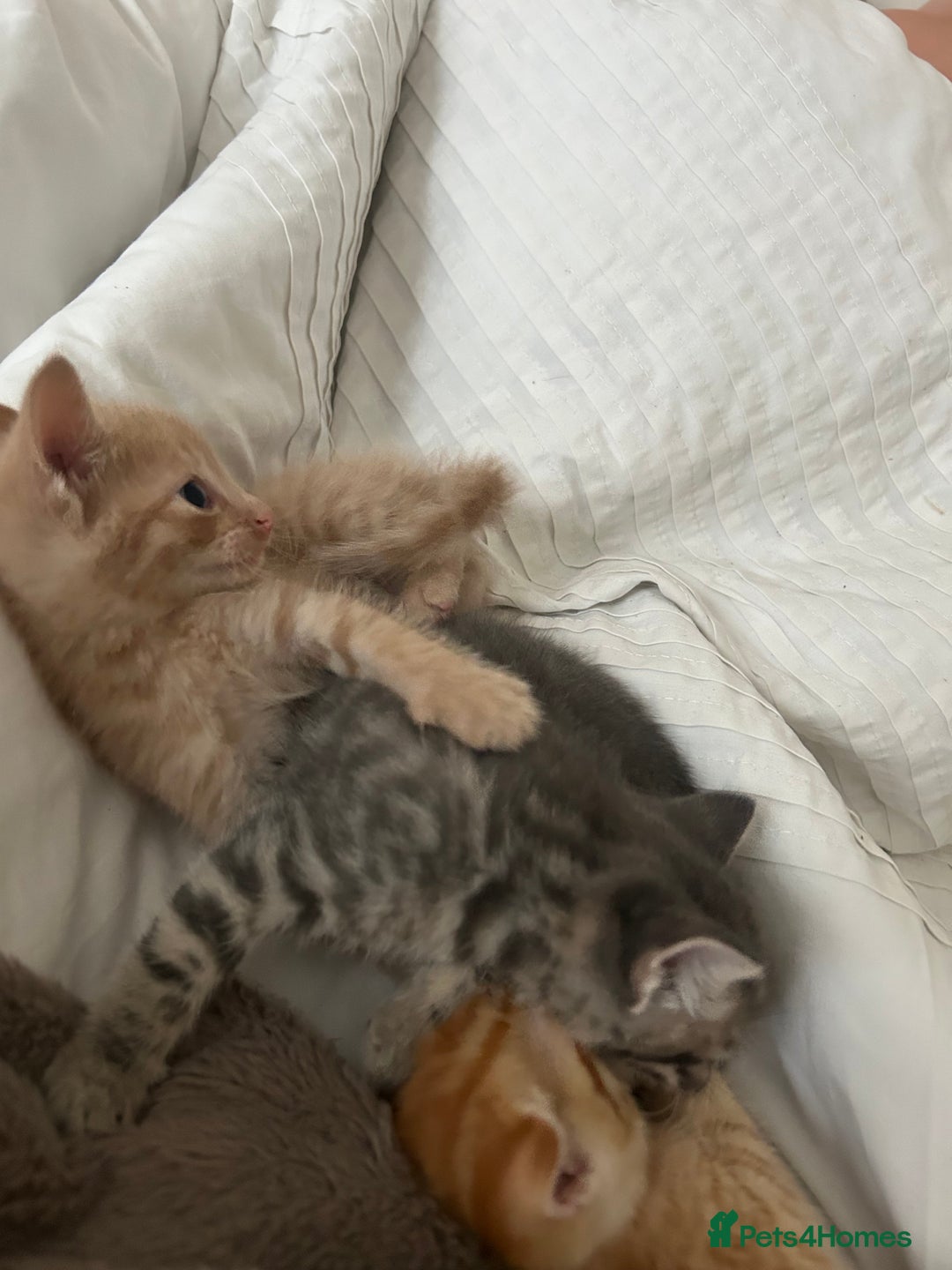 Mixed Breed cats for sale: Beautiful Kittens for sale - Image 7