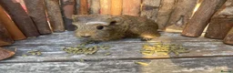 Guinea Pig rodents for sale: Abyssinian/ long-haired babies - Advert 21