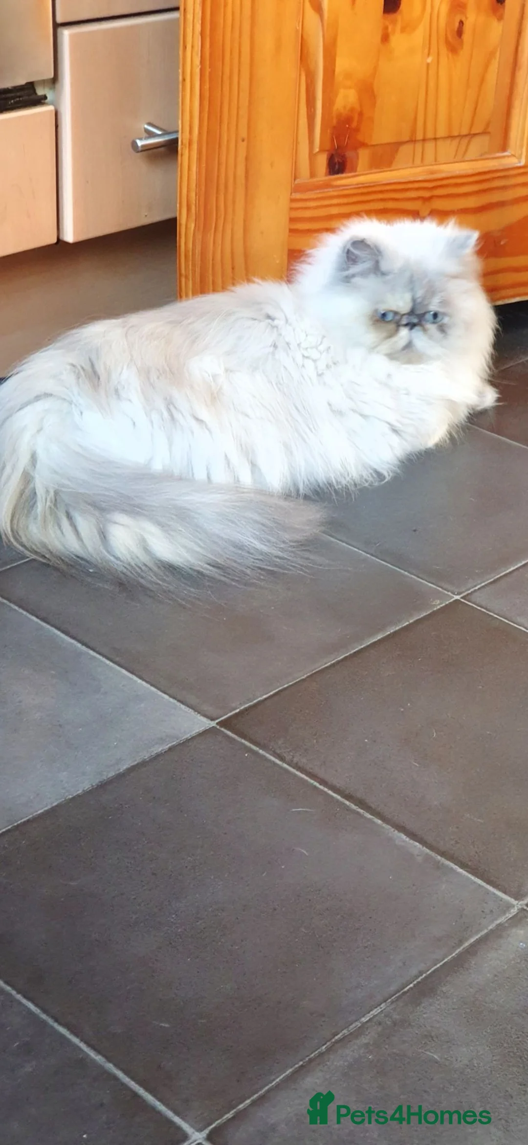 Persian cats for sale: 💕 Persian girl 💕 - Advert 1