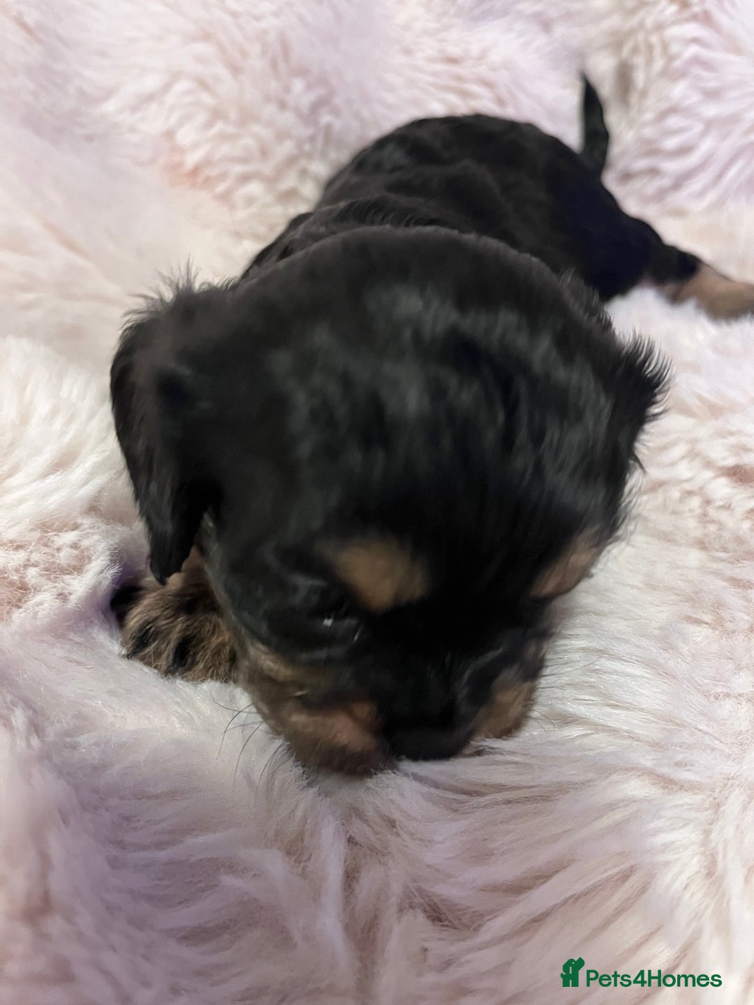 Cavapoo dogs for sale: STUNNING F1b REVERSE Cavapoos - Advert 18