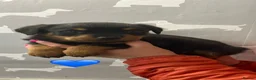 Rottweiler dogs for sale: Kc registered Rottweiler puppies - Advert 5