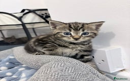 Domestic Shorthair cats for sale: 2x Tabby Cats (1x Male and 1x Female) - Image 12