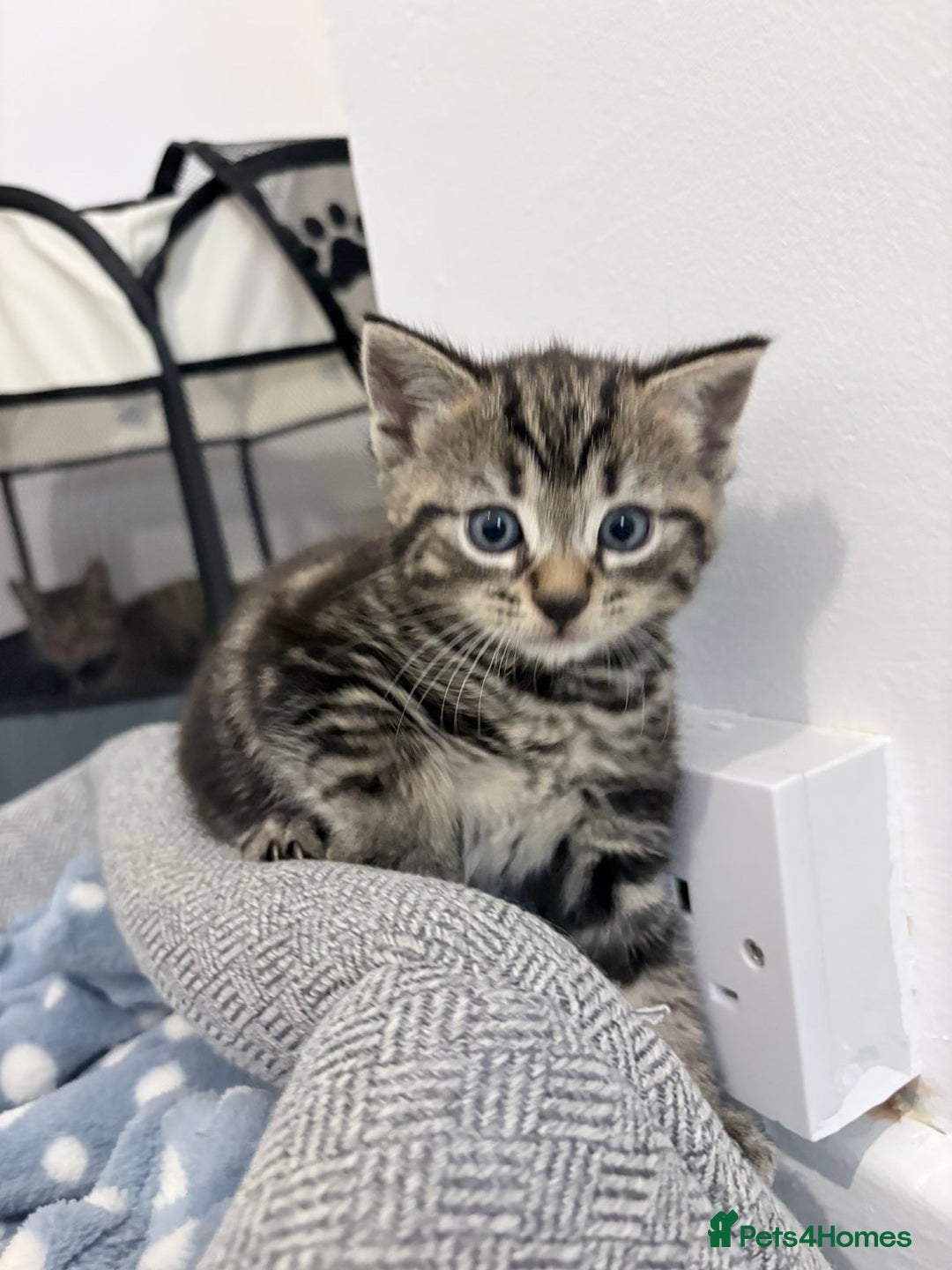 Domestic Shorthair cats for sale: 2x Tabby Cats (1x Male and 1x Female) - Image 12