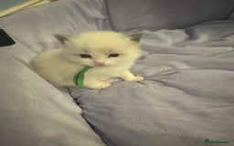 Ragdoll cats for sale: Three beautiful blue ragdoll kittens  - Image 8