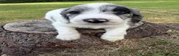 Sproodle dogs for sale: ✨ Premium Rare F1 Sproodle Pups – Champion Lines ✨ - Advert 13