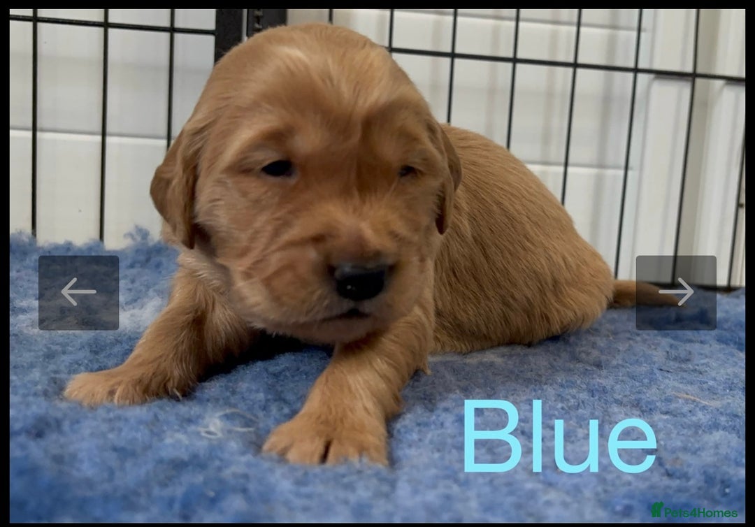 Golden Retriever dogs for sale: KC DNA tested gorgeous golden retriever puppies  - Advert 19