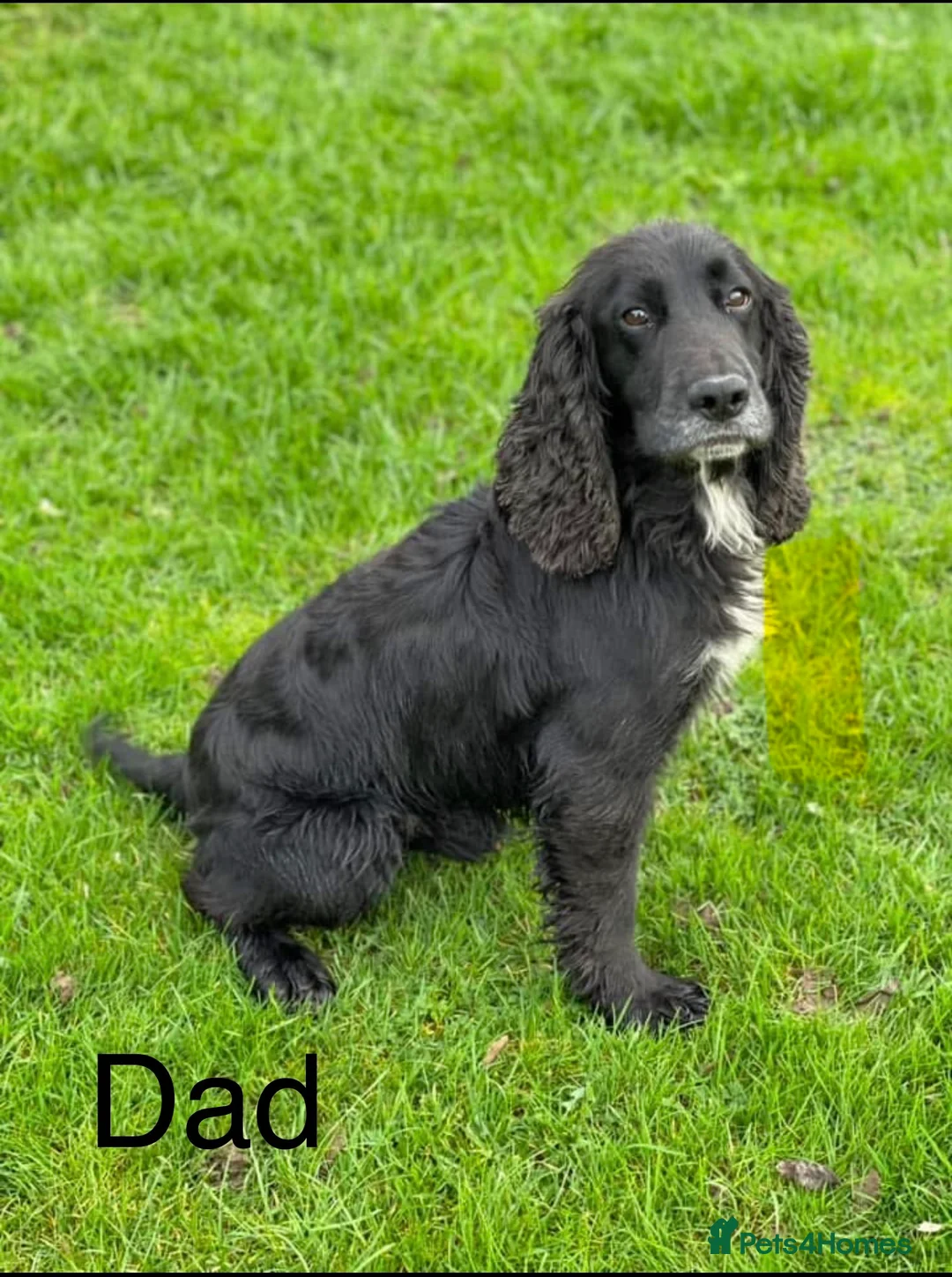 Sprocker dogs for sale: Stunning Sprocker puppies Cocker/Springer  - Advert 14