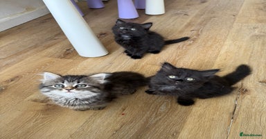 Persian cats - Advert 2