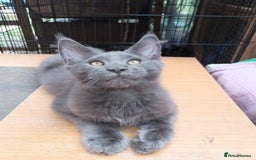 Maine Coon cats for sale: Maicoon XXL  - Image 6