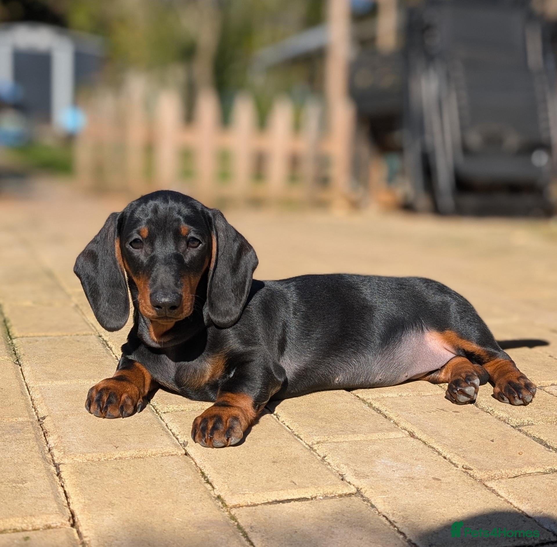 Dachshund dogs Champion Bloodline Standard Dachshund - Advert 2