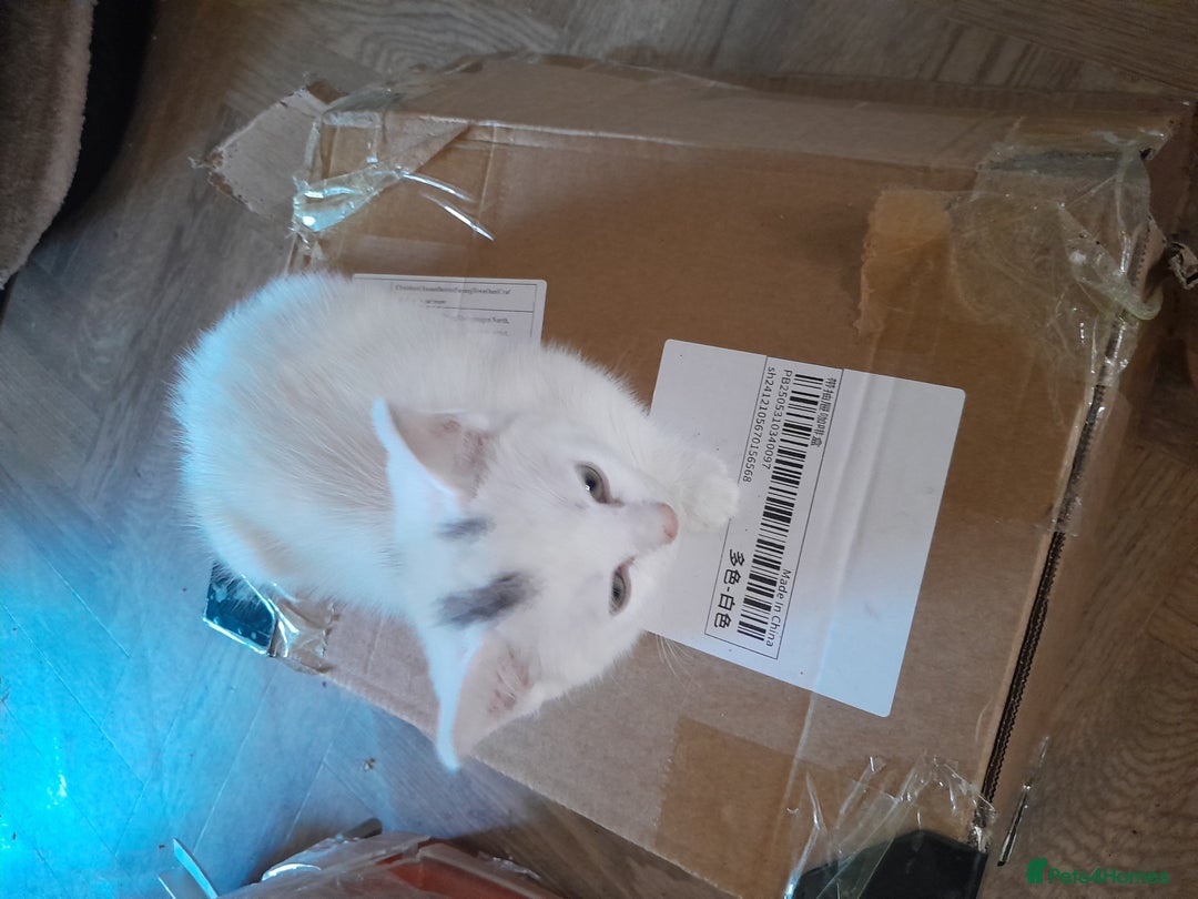 British Longhair cats for sale: White kitten for sale  - Advert 5