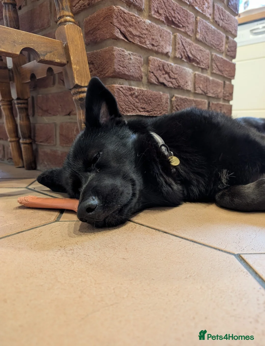 Sheprador dogs for sale: Sweet Sheprador Storm looking for Love  in Congleton - Advert 4