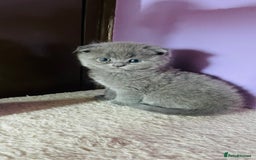 Scottish Fold cats for sale: Beautiful litter Scottish fold ready to reserve ❤️ - Image 5