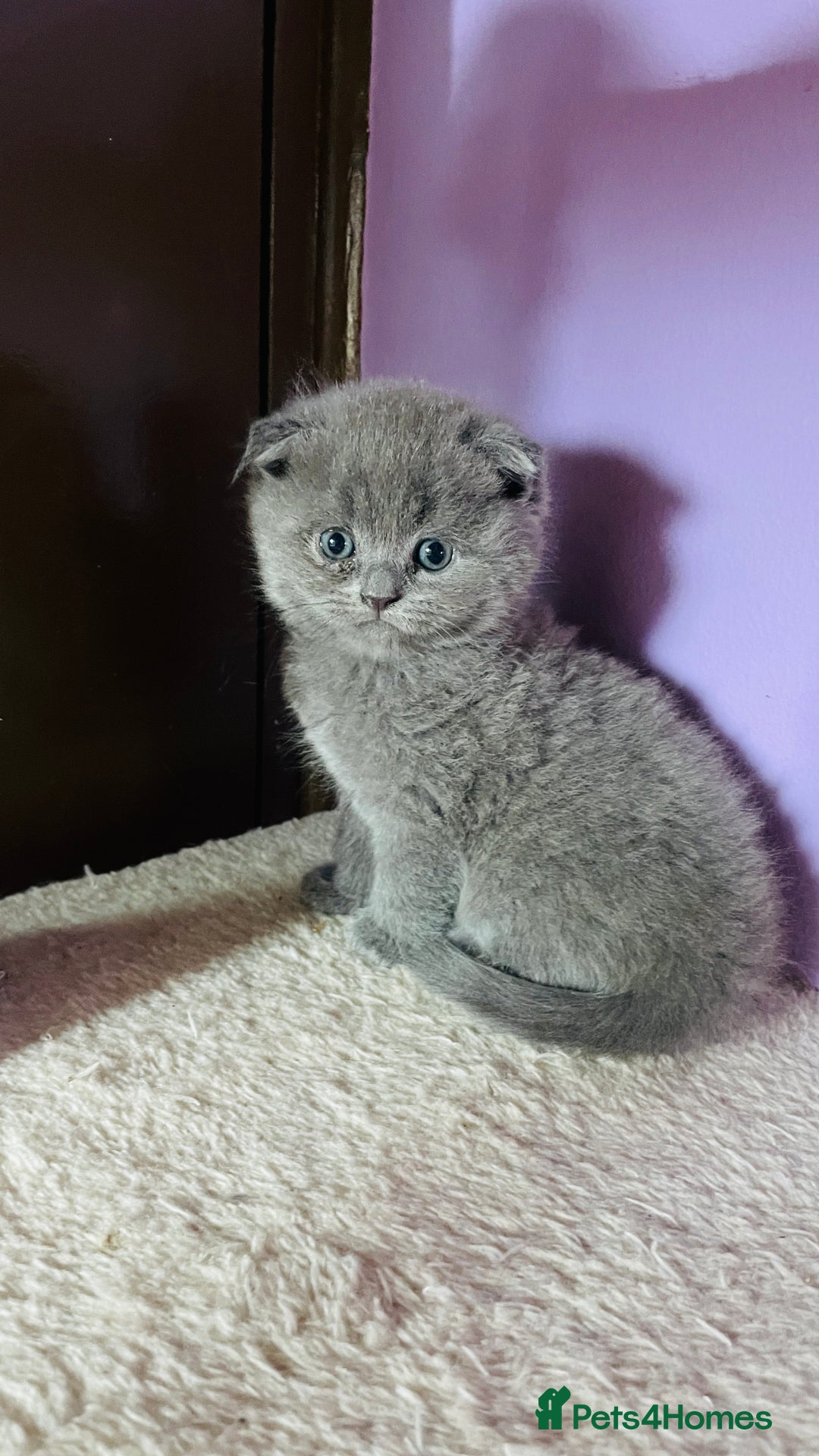 Scottish Fold cats for sale: Beautiful litter Scottish fold ready to reserve ❤️ - Image 5
