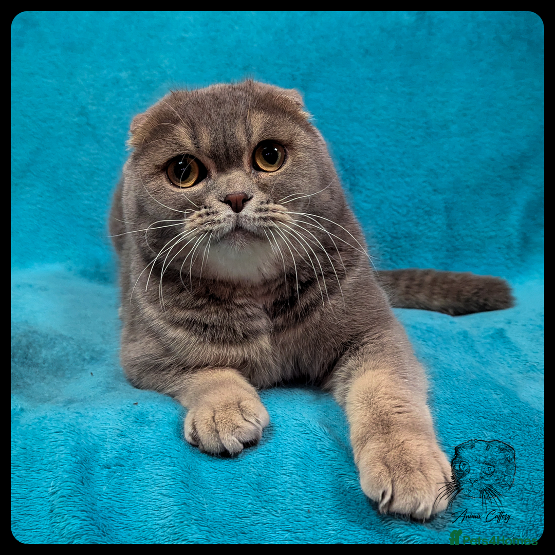 British Shorthair Cross Scottish Fold Scottish Fold Black Cat