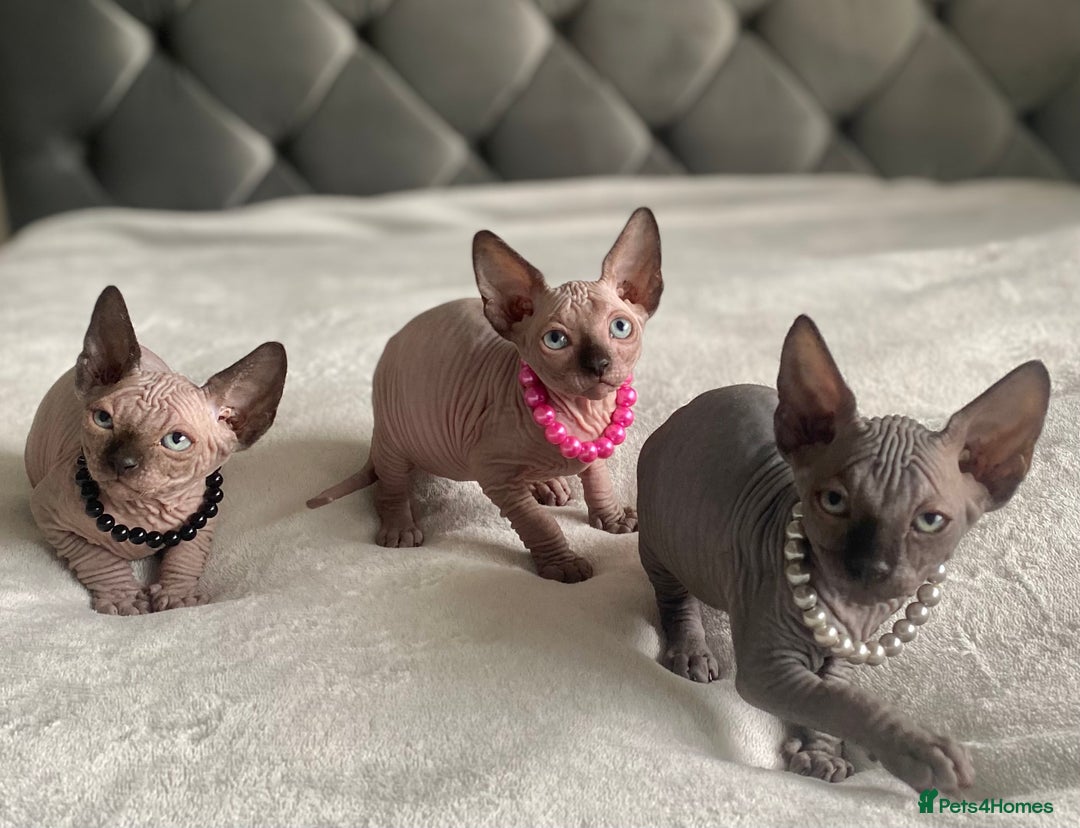 Sphynx cats for sale: Canadian sphinx kittens blue eyes girls  - Image 2