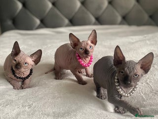 Sphynx cats - Advert 2