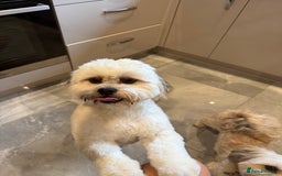 Lhasa Apso dogs for sale: 6 beautiful Lhasa apsos  - Image 23