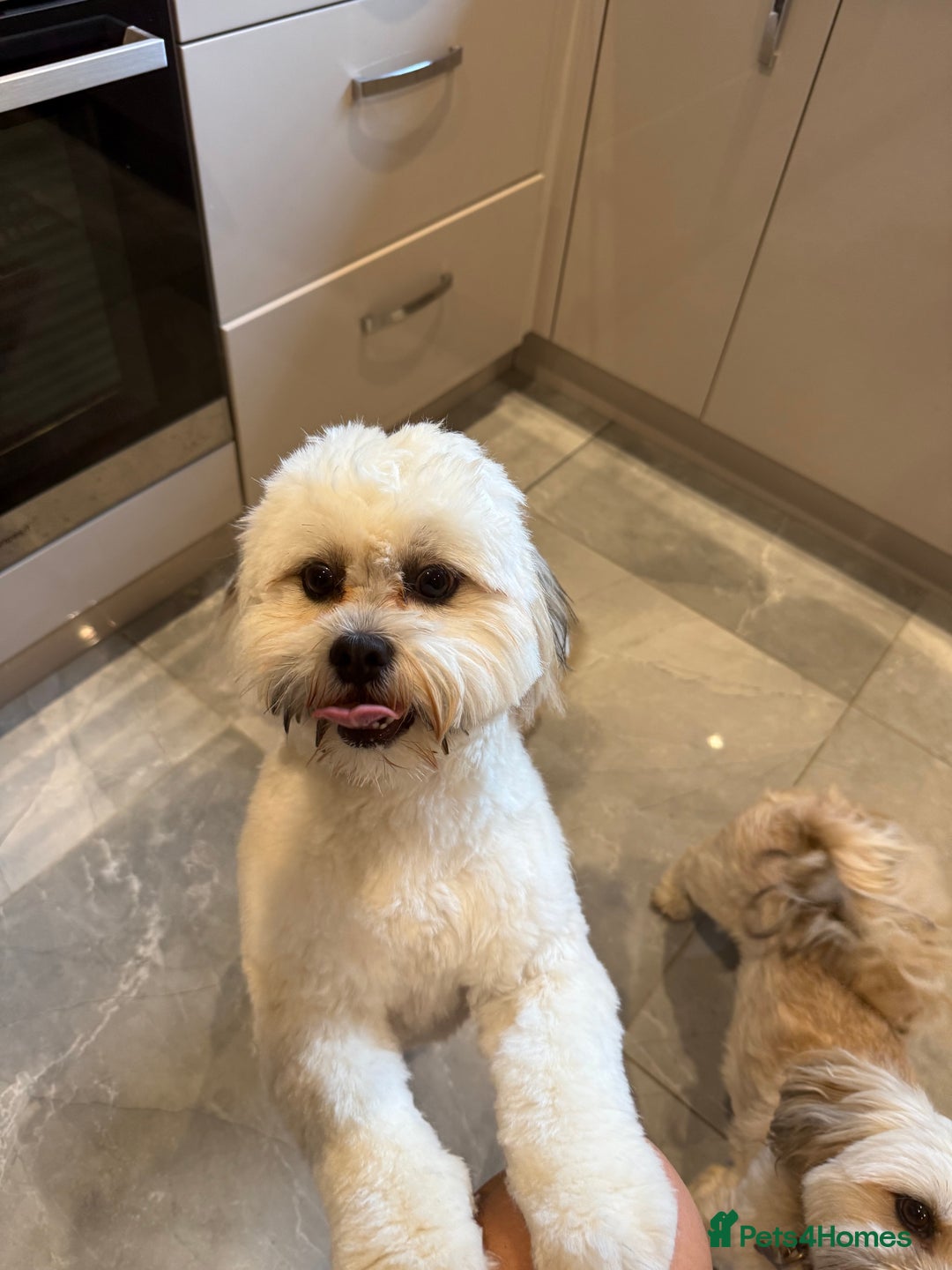Lhasa Apso dogs for sale: 6 beautiful Lhasa apsos  - Image 23