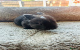 Mini Lop rabbits for sale: 6 baby mini lops ready to reserve  - Image 5