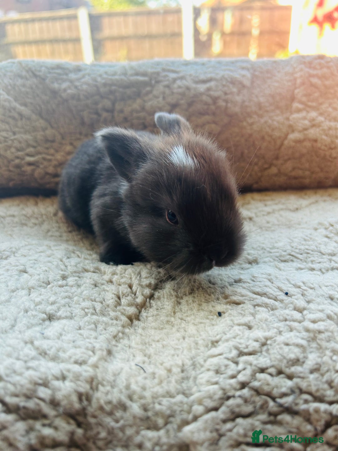 Mini Lop rabbits for sale: 6 baby mini lops ready to reserve  - Image 5