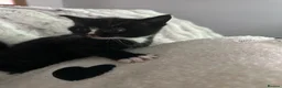 Domestic Shorthair cats for sale: 3 Beautiful Black & White Kittens🐈‍⬛ in Eastbourne - Advert 9