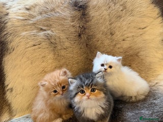 Persian cats 3 Beautiful Persian Ragdoll - Advert 1