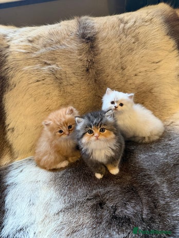 Persian cats 3 Beautiful Persian Ragdoll - Advert 1