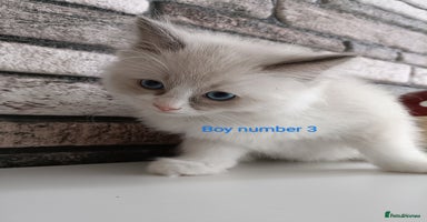 Ragdoll cats Pure lovely ragdoll 🐱 - Advert 6