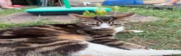 Mixed Breed cats for sale: Black and white kitten looking for homes  - Advert 2