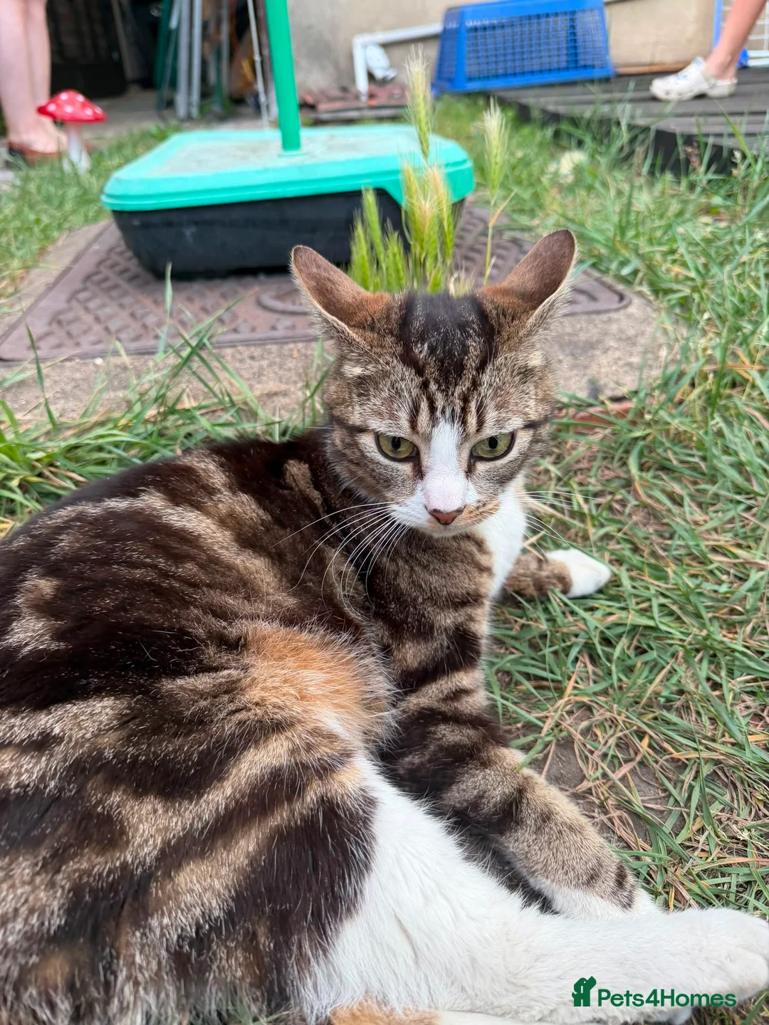 Mixed Breed cats for sale: Black and white kitten looking for homes  - Advert 2