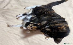 Mixed Breed cats for sale: Mix Calico and tuxedo kitten - Image 6
