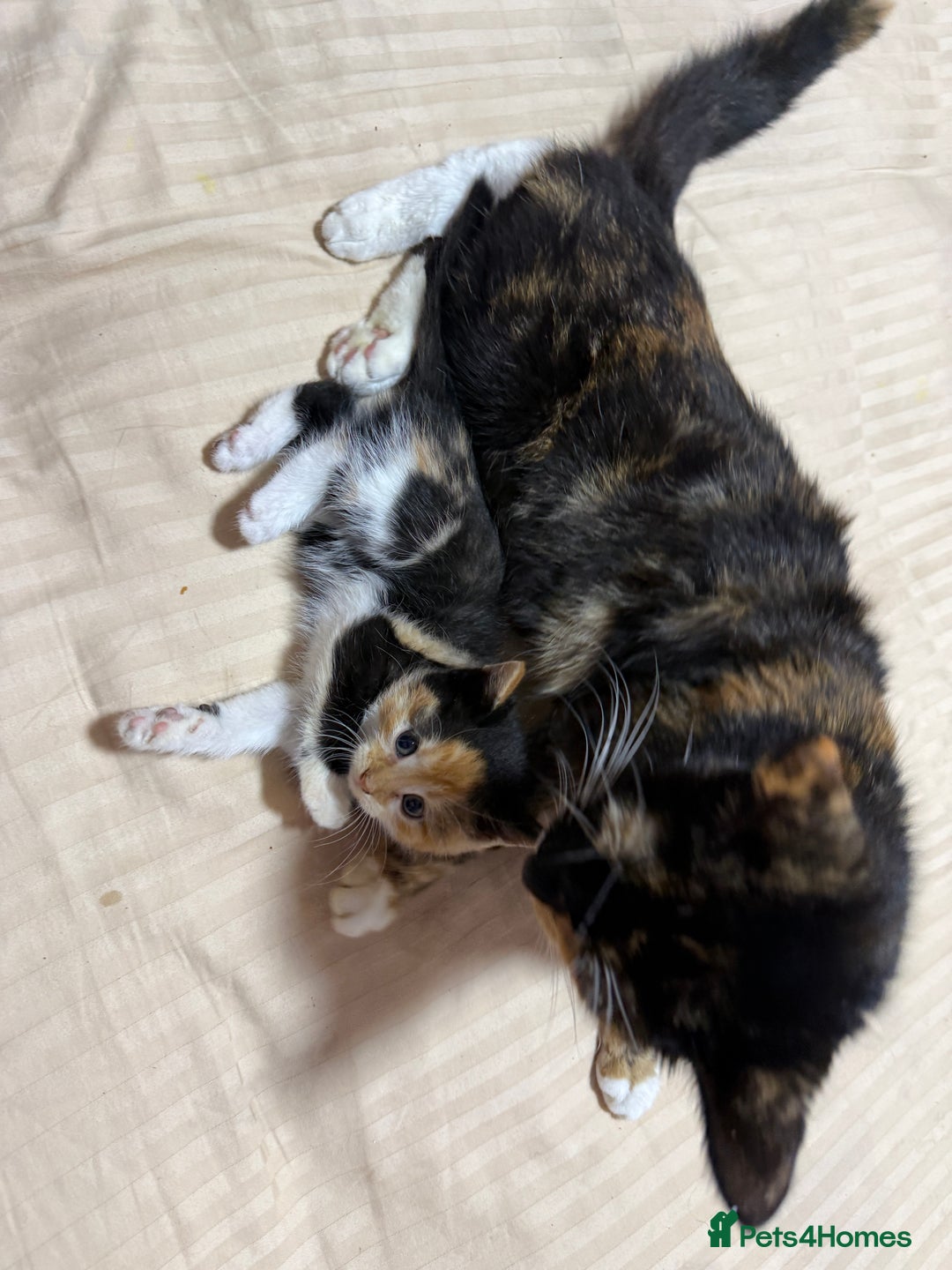 Mixed Breed cats for sale: Mix Calico and tuxedo kitten - Image 6