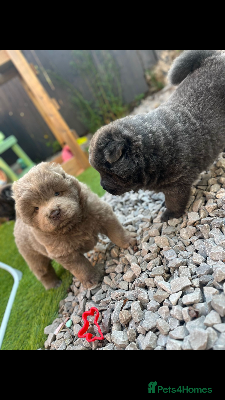 Chow Chow dogs 6 lovely chow chows for sale 😻 - Advert 3