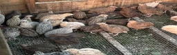 Quail poultry for sale: Quail Hatching Eggs etc  - Advert 2