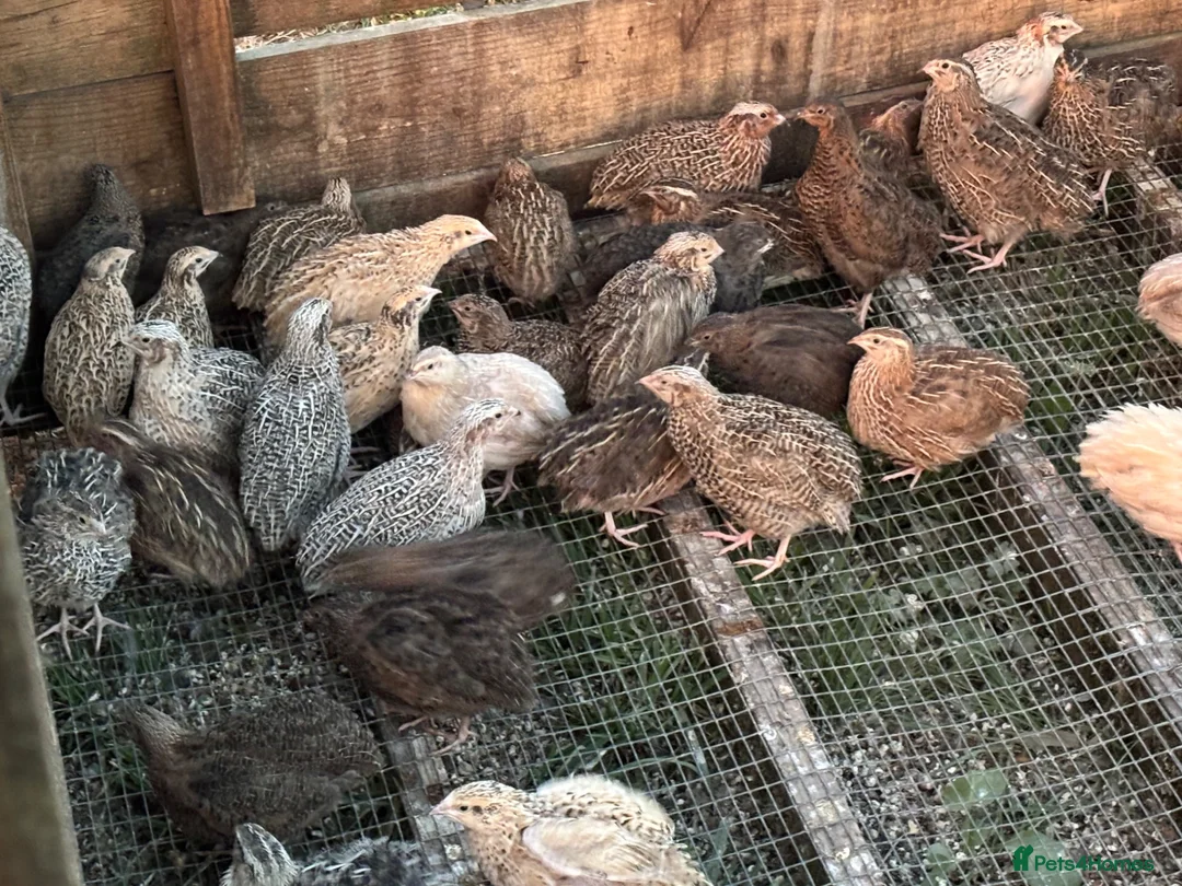 Quail poultry for sale: Quail Hatching Eggs etc  - Advert 2