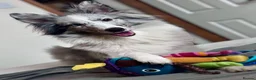Shetland Sheepdog dogs for sale: Litter on the way 🐾 - Advert 3