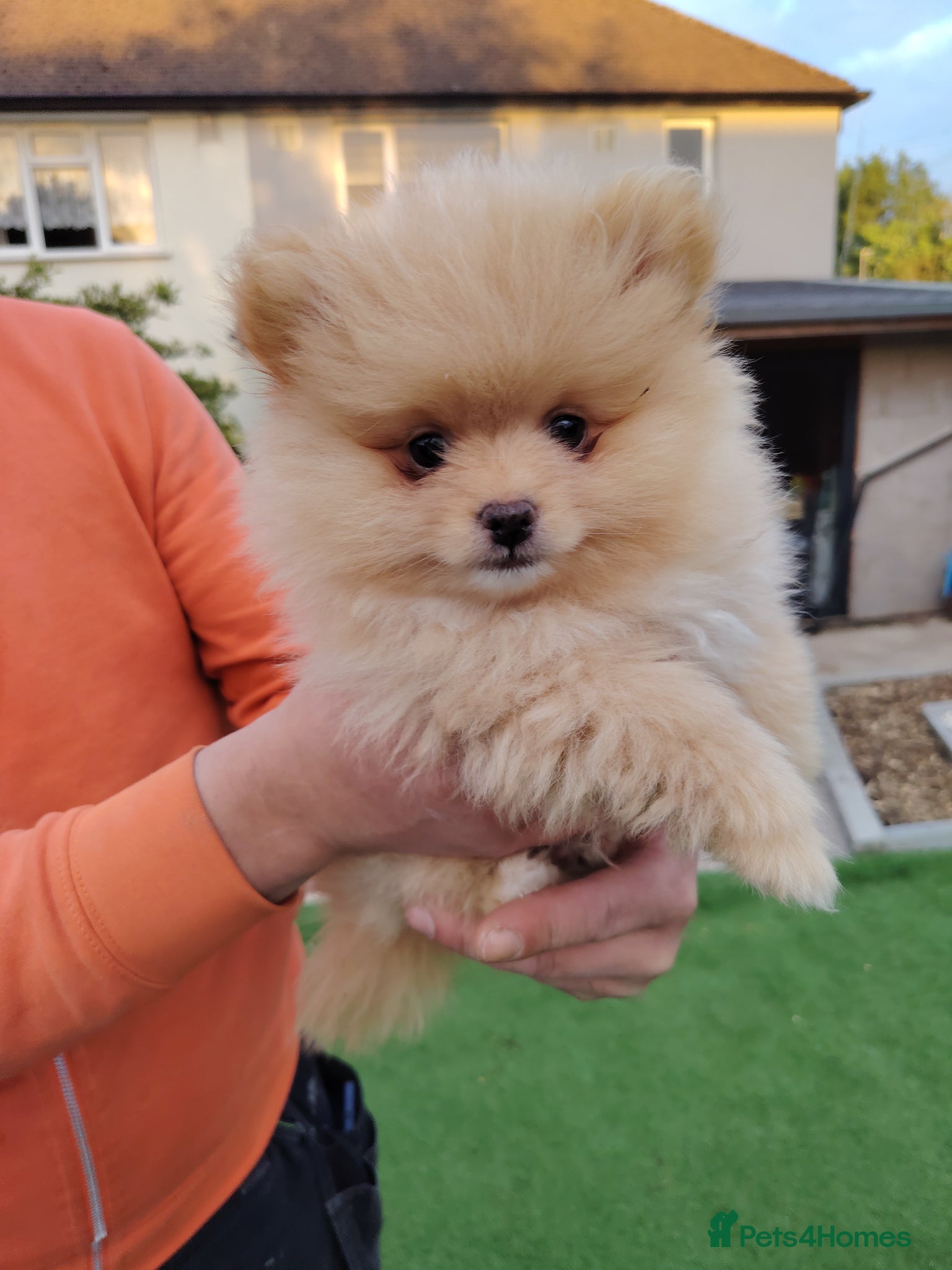 Pomeranian dogs Cream boy only 🐶 - Advert 10