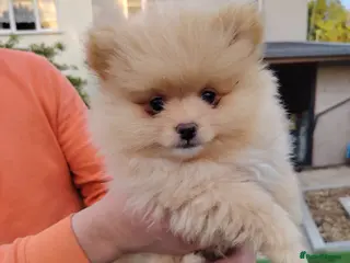 Pomeranian dogs Cream boy only 🐶 - Advert 10