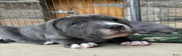 Staffordshire Bull Terrier dogs for sale: Outstanding Staffordshire Bull Terrier Puppies in Sheffield - Advert 9